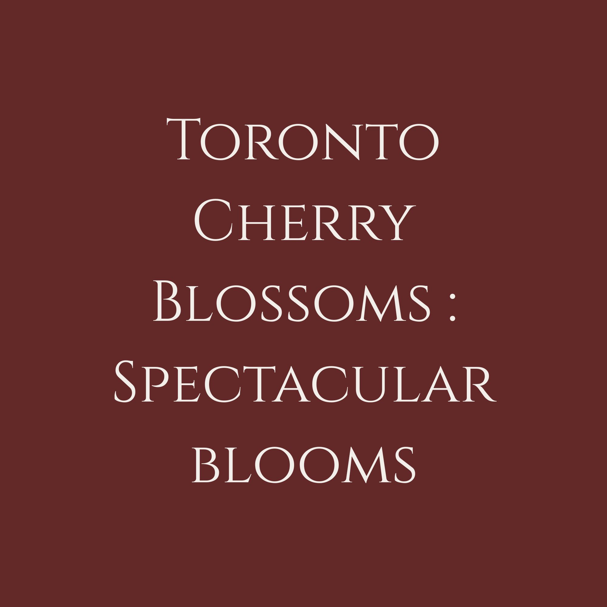 Toronto Cherry Blossom: Spectacular Blooms